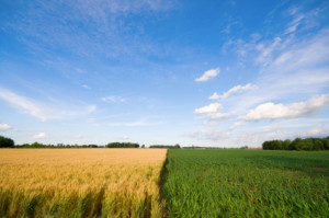 Two adjacent fields - wheat and corn in rural Indiana