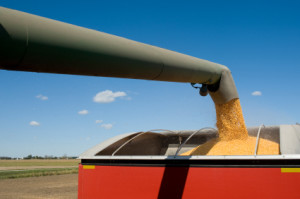 Grain being loaded into a trailer.